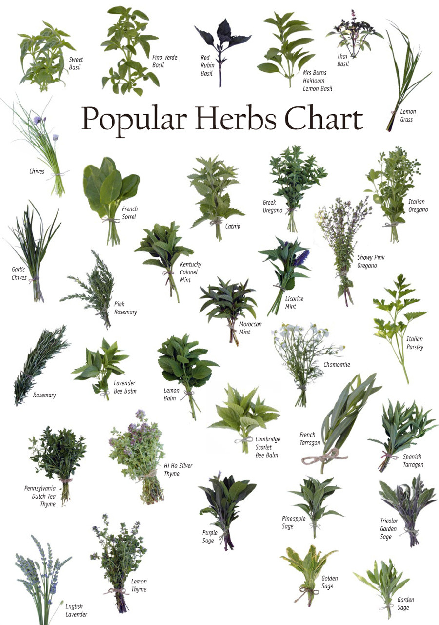 내가 꿈꾸는 그곳 :: 사진으로 만나는 신선한 허브 세상,A VISUAL GUIDE TO FRESH HERBS